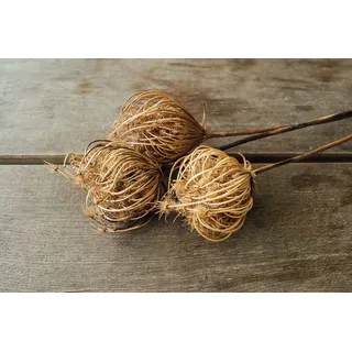 NaDeco Ammi majus in Natur, 3 Zweige, Größe ca. 50cm Große Knorpelmöhre Trockenblumen getrocknete Blumen Trockenstrauß