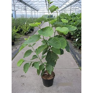Magnolia acuminata Blue Opal - Königs-Magnolie - 60-80