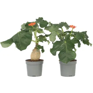 Plant in a Box - Jatropha podagrica - Höhe 25-45cm - Topf 13cm