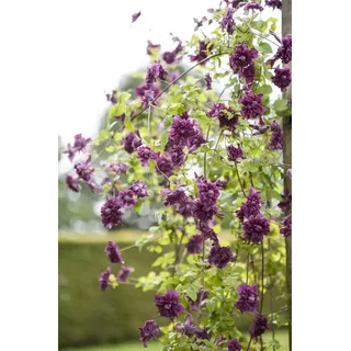 PlantaPro Kletterpflanze Clematis viticella Purpurea Plena Elegans