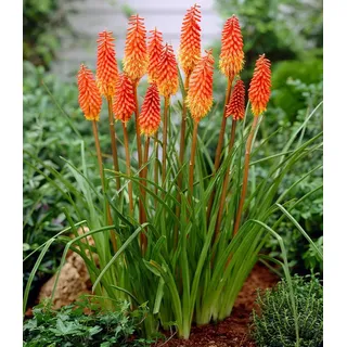 BALDUR Garten Staude Kniphofia 'Alcazar', 1 St., Fackellilie, immergrün, winterhart, mehrjährig, dauerblüher orange