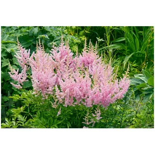 Stauden Gänge 1 x Astilbe arendsii 'Astary Rose' (Winterhart/Stauden/Staude/Mehrjährig) Prachtspiere - in Rosa - Weiche Blütenwolken in bezauberndem Rosa - Sehr Bienen und Insektenfreundlich - 11x11 cm Topf