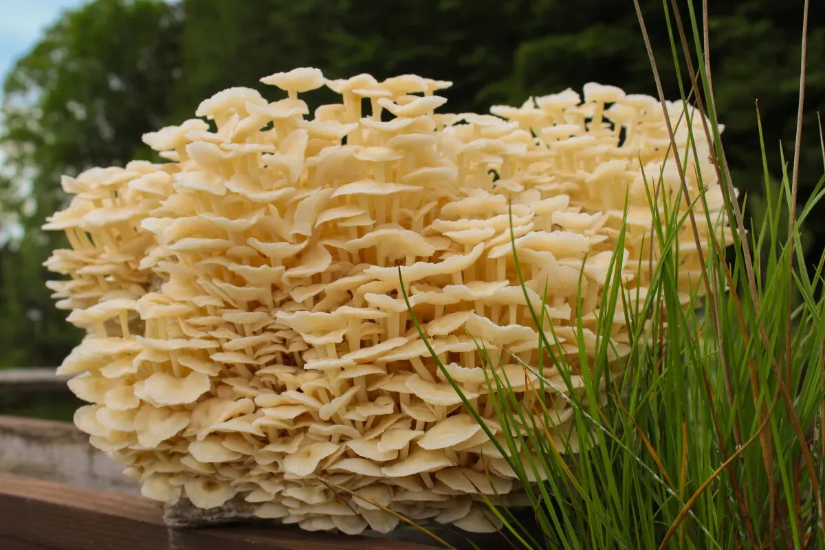 Enoki-Pilzzuchtkultur XXL, BIO