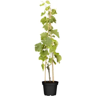 Pflanzen Für Dich Vitis vinifera 'Lakemont', Weinrebe, kernlos, 80–100 cm