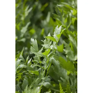 Pflanzen Für Dich Levisticum officinale, Liebstöckel ca. 9x9 cm Topf