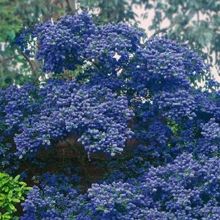 Ceanothus Concha Immergrüner Winterharter Blühender Gartenstrauch im Topf – Ideal für Blumenbeete, Rabatten und mehr