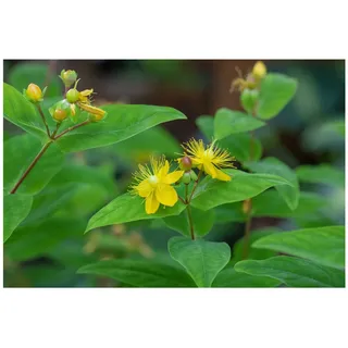 Pflanzen Für Dich Hypericum perforatum Johanniskraut, ca. 9x9 cm Topf