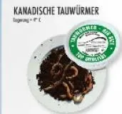 Kanadische Tauwürmer Tauwürmer lebende Angelköder Inhalt 10 Stck