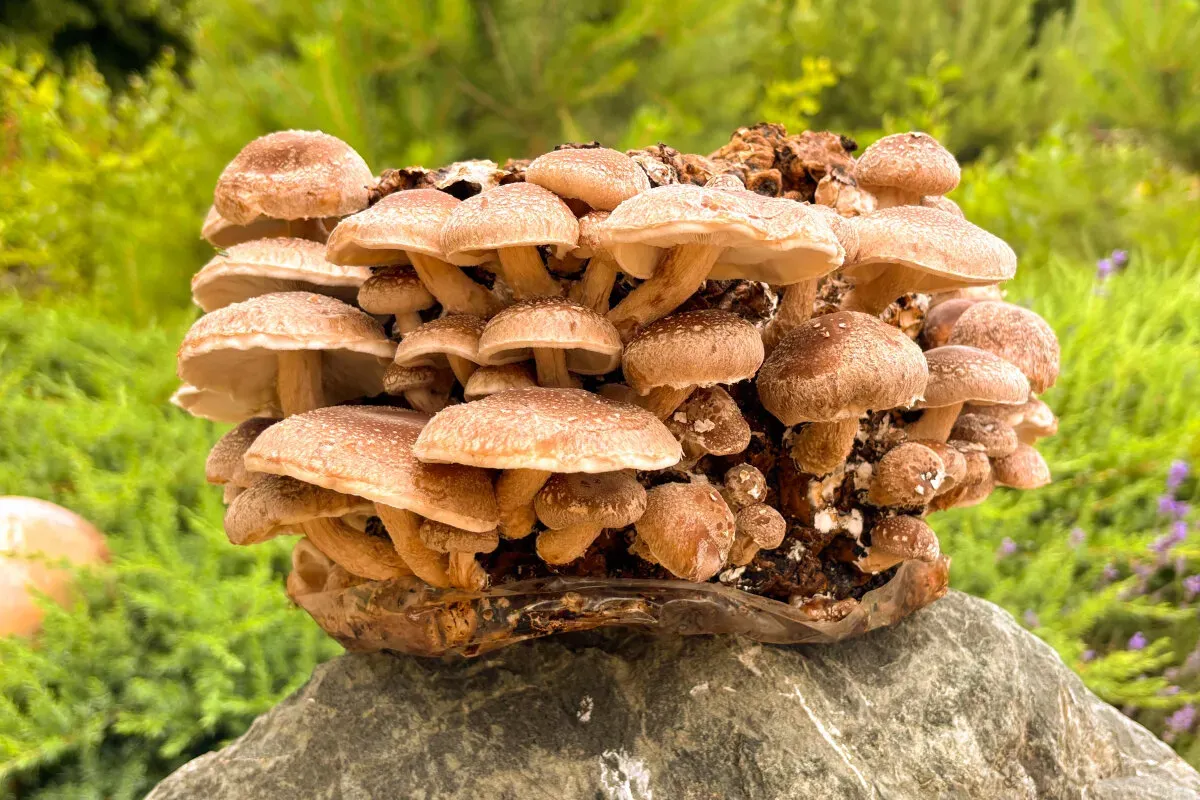 Bio Shiitake Pilzzuchtkultur Kraftpaket -NEUHEIT-