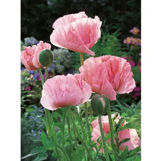 GROW by OBI Orientalischer Mohn Helen Elisabeth Rosa T.-Ø ca. 9 x 9 cm Papaver