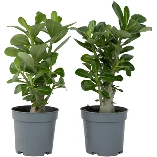 Plant in a Box - Adenium obesum - Höhe 25-40cm