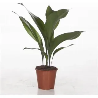 EXOTENHERZ Schusterpalme - Aspidistra Elatior Zimmerpflanze 15cm Topf