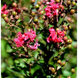 die nr-01.de Chinesische Kräuselmyrte Dynamite 30-40cm - Lagerstroemia indica