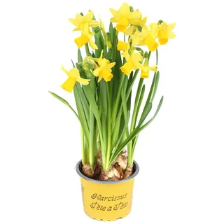 Blumen-Senf 20 Stück Narzissen Tête-à-Tête im 9 cm Topf – Osterglocken für Frühlingserwachen, perfekte Dekoration für Zuhause & Balkon