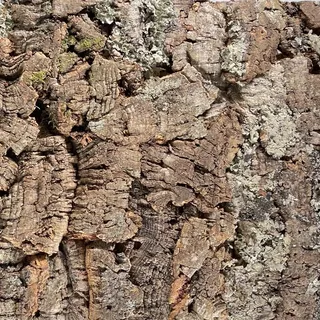 EKB-Kork Rückwand Kamari Zierkork für Terrarien (Kamari 900 x 600 mm)