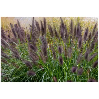 1 x Pennisetum alopecuroides 'Black Beauty' im 1 Liter Topf (Ziergras/Gräser/Winterhart/Mehrjährig/Staude/Stauden) Schwarzes Lampenputzergras - Filigrane Halme in edlem Schwarz - von Stauden Gänge