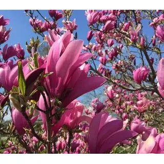 Purpur-Magnolie 'Susan', Pink, Lila