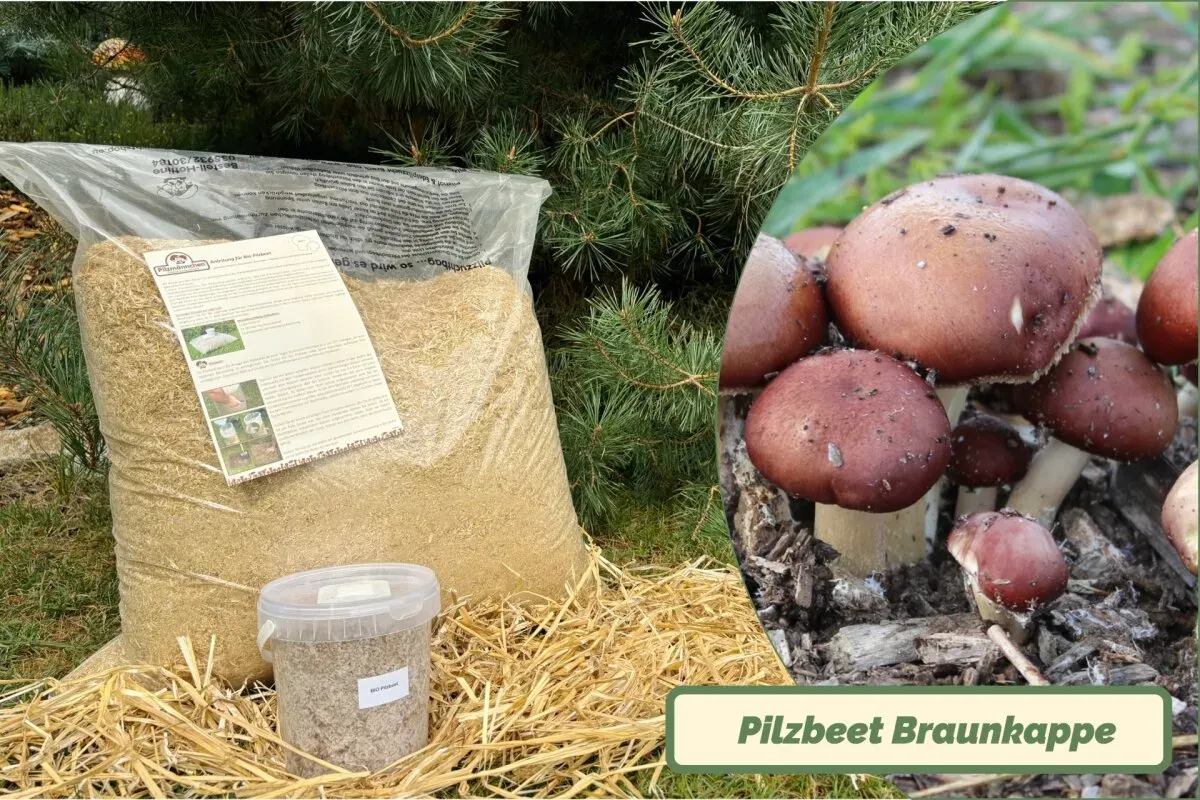 Braunkappen-Bio-Pilzbeet