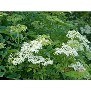 Schwarzer Holunder, Sambucus Haschberg, Großfruchtsorte 40-60 cm Topfpflanze