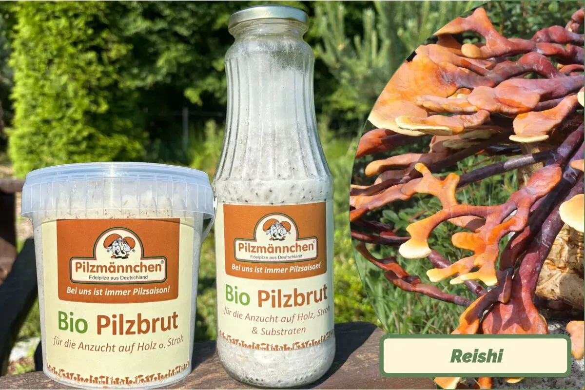 Reishi-Pilzbrut BIO 1 Liter