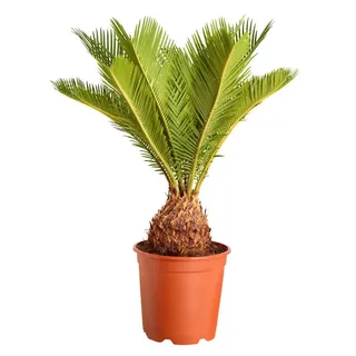 Dehner Sagopalmfarn, Cycas revoluta, Grün