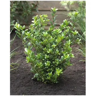 1 x Ilex crenata 'Caroline Upright' (Buchsbaum Ersatz/Immergrün/Winterhart/Mehrjährig) Japanische Stechpalme - Der elegante Hauch von Fernost - Top für Hecken - von Stauden Gänge
