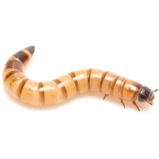 Eurocrickets Mehlwürmer 1kg lebend, frisch erwachsen, Futterinsekten lebend, Futtertiere für Reptilien, Vogelfutter, Fischfutter, Igelfutter, Reptilienfutter (1KG)