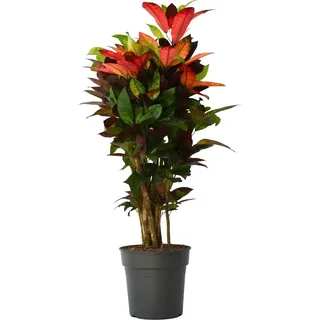 Plant in a Box - Kroton - Codiaeum variegatum 'Mrs. Iceton' - Höhe 90-100cm - Topf 27cm
