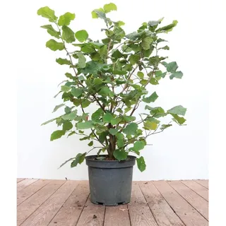 Pflanzen Für Dich Corylus avellana, Haselnuss, 40–60 cm