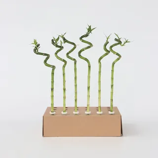 Plant in a Box - Glücksbambus - 6 Stk - Dracaena sanderiana - Höhe 40-50cm