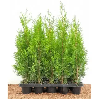 Thuja occidentalis 'Smaragd' 30-40 cm