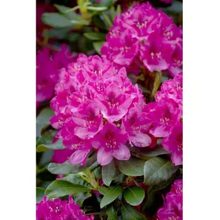 Pflanzen Für Dich Rhododendron 'Nova Zembla', rot, 60–70 cm