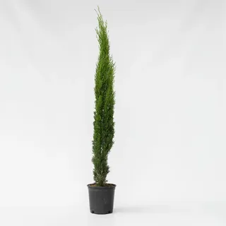 Plant in a Box - Mittelmeerzypresse - Cupressus sempervirens - Höhe 70-80cm - Topf 19cm
