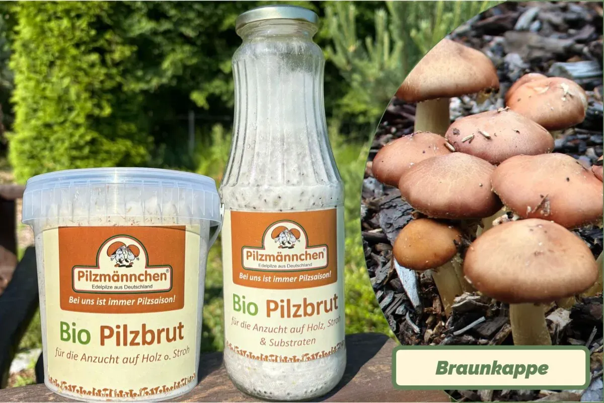 Braunkappen-Pilzbrut BIO 1 Liter