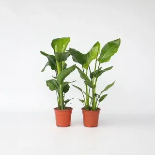 Plant in a Box - Paradiesvogelblume - 2 Stk - Strelitzie nicolai - Höhe 55-70cm - Topf 17cm