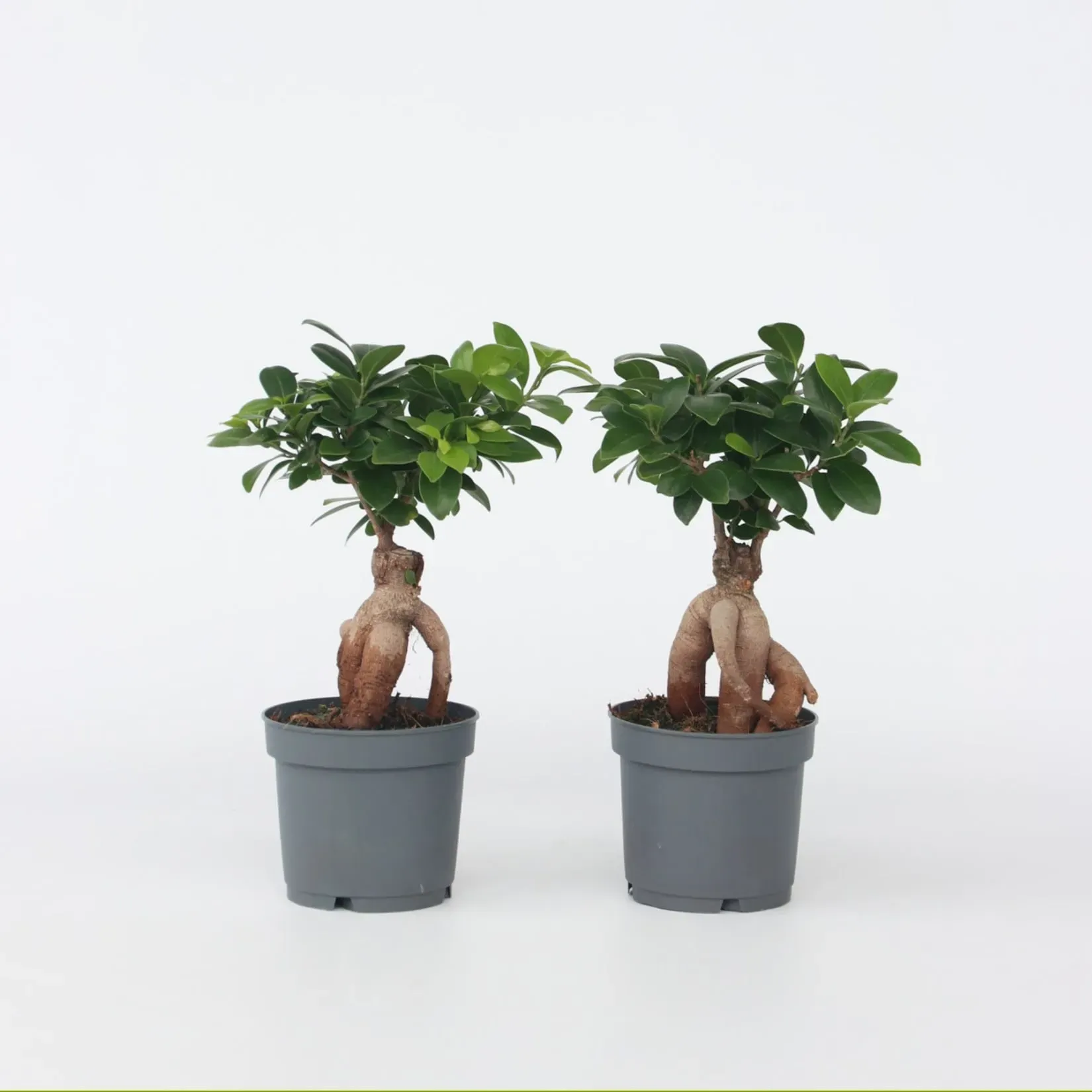 Haloppe 20 Stück blaue Ahorn-Pflanzen-Samen, Bonsai-Pflanzen