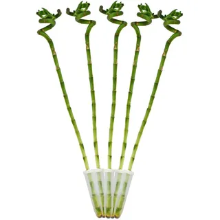 5er Set Glücksbambus 'Lucky Bamboo' spiralförmig im Röhrchen Dracaena Sanderiana ca. 40 cm hoch