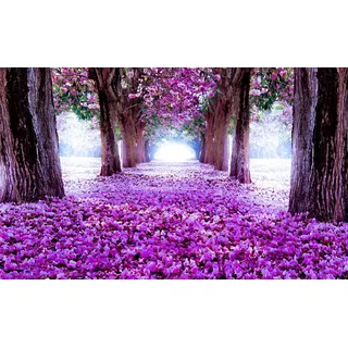 Forwall Fototapete Weg 3D Park Allee Lila Wald Bäume Moderne Wohnzimmer Schlafzimmer Vlies Tapete Wandtapete UV-Beständig Montagefertig (2379, V8 (368x254 cm) 4 Bahnen)