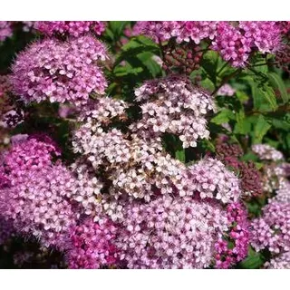 Zwergspiere 'Little Princess', Rosa