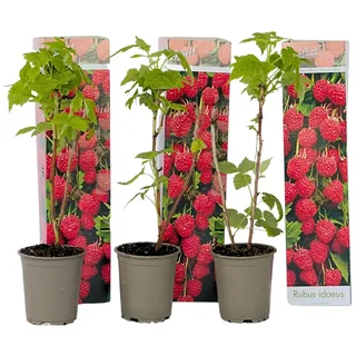 Plant in a Box - Rubus ideaus 'Autumn Bliss' - Höhe 25-40cm