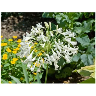 Pflanzen Für Dich Agapanthus africanus 'Albus', Schmucklilie, weiß, ca. 9x9 cm Topf