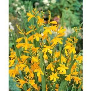 Pflanzen Für Dich Crocosmia x crocosmiifl.'George Davidson' p 1