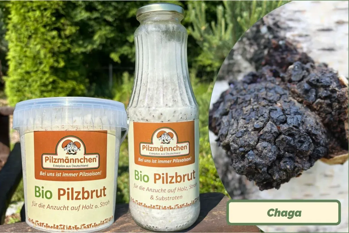Chaga-Pilzbrut BIO 1 Liter