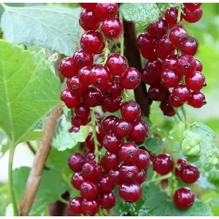 Rote Johannisbeere `Lisette® Ribest® ́, 40-60cm im 3 Liter Topf