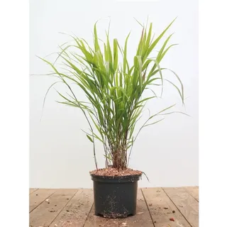 Pflanzen Für Dich Hakonechloa macra Greenhills Japanisches Waldgras Ca. 2-3 Liter Topf