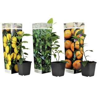 Plant in a Box Citrus Mischung - Zitronenbaum, Orangenbaum, Limettenbaum Höhe 25-40cm