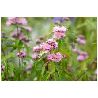 Pflanzen Für Dich Caryopteris clandonensis 'Pink Perfection' ®, Bartblume, rosa, 40–60 cm