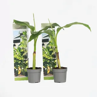 Plant in a Box - Bananenpflanze - 2 Stk - Musa basjoo - Höhe 25-40cm - Topf 9cm