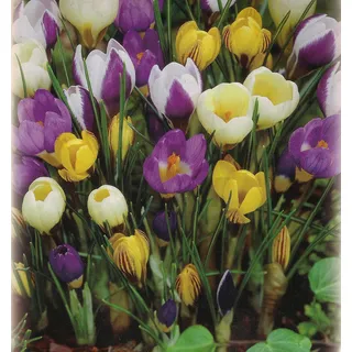 Blumenhandel Ullrich 100 Botanische gemischte Krokusse Blumenzwiebeln Crocus krokus
