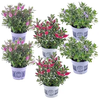 Plant in a Box - Strauchveronika - 6 Stk - Hebe All Blooms - Höhe 30-35cm - Topf 13cm